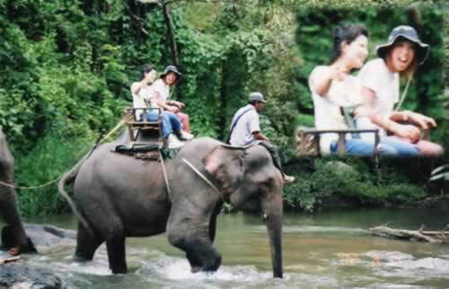 Elephant riding in the jungle